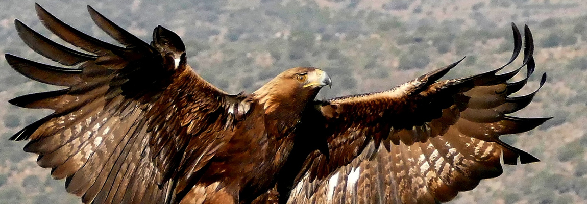 Fauna Salvaje en Acción