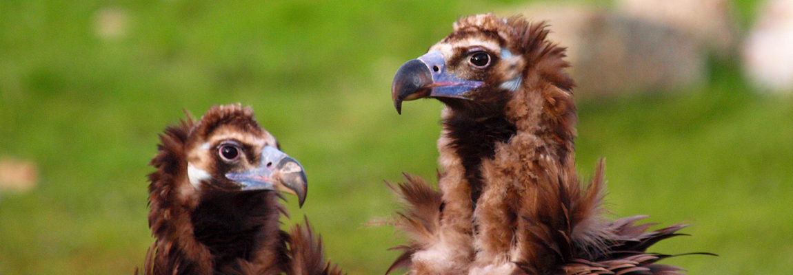 Fauna Salvaje en Acción