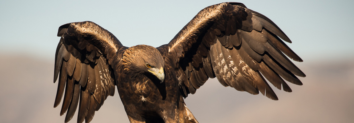 Fauna Salvaje en Acción